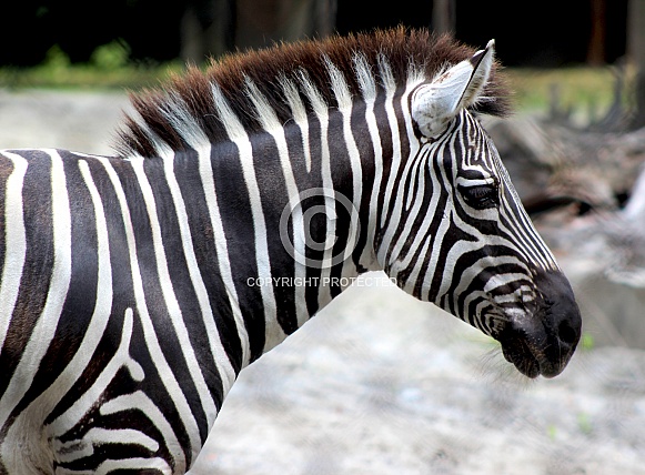 Zebra Zebra