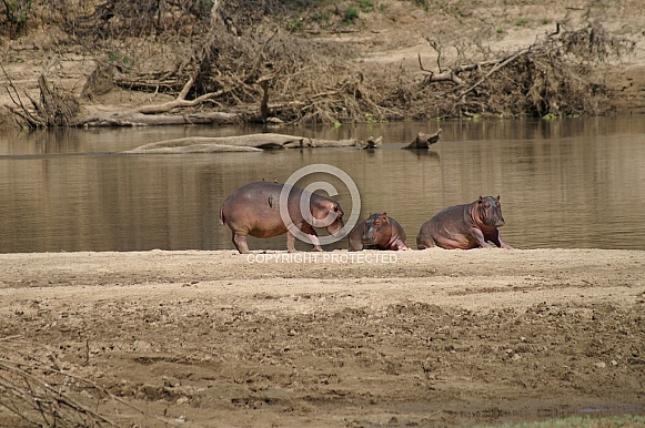 Hippos