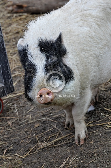Miniature Pig Miniature Pig