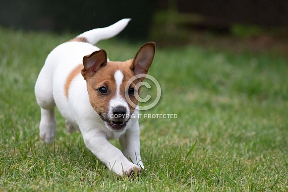 Jack Russell Terrier puppy. Jack Russell Terrier puppy.