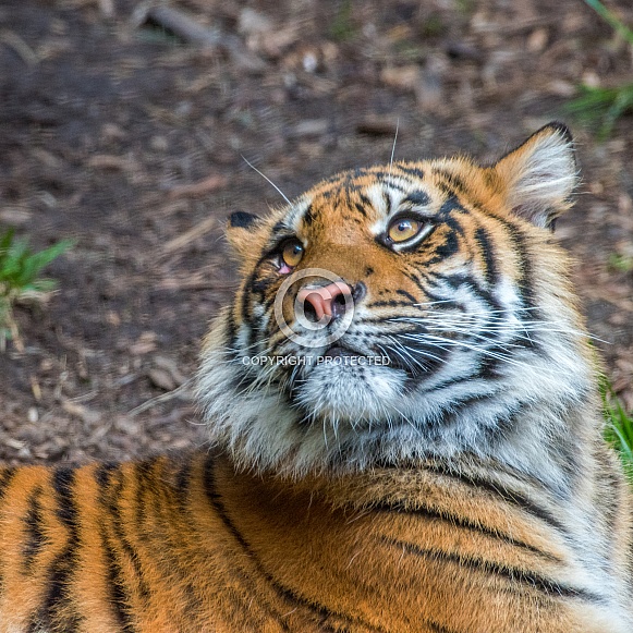 Sumatran Tiger - 1 Year Old Cub - Female Sumatran Tiger - 1 Year Old Cub - Female