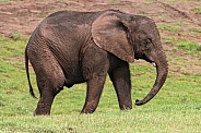 Elephant Calf Full Body Shot