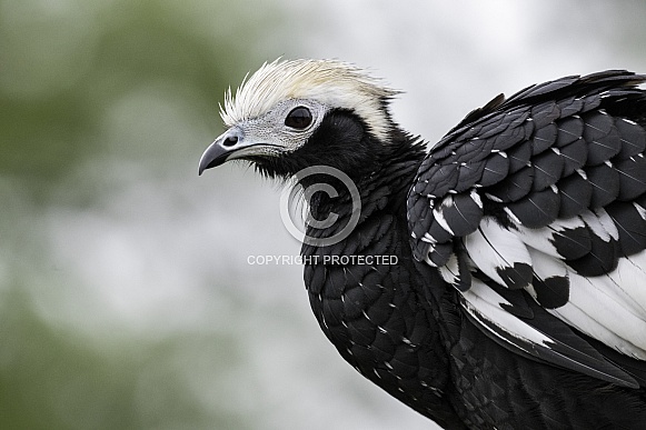 Blue Throated Piping Guan Side Profile Blue Throated Piping Guan Side Profile