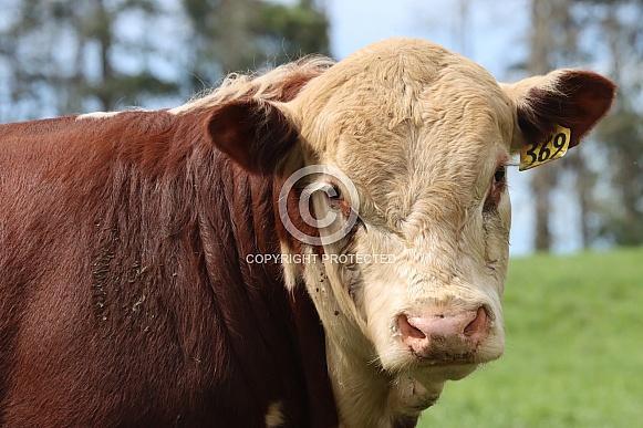 Hereford Bull