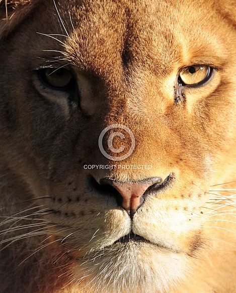 African Lion