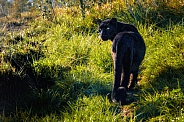 Leopard - Black Female Leopard