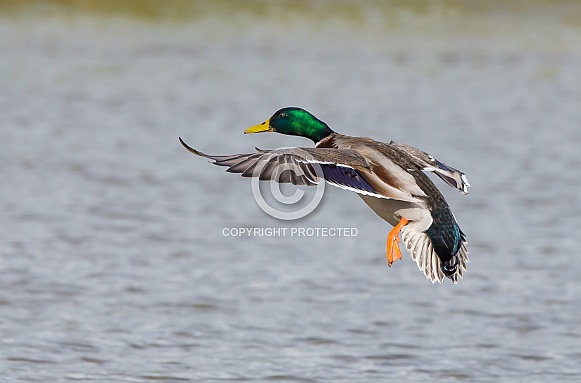 Mallard