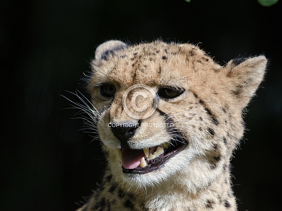 Cheetah Cheetah