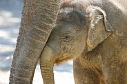 Young elephant (Elephas maximus)