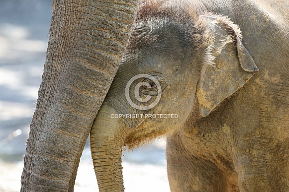 Young elephant (Elephas maximus)