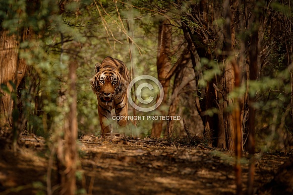 Beautiful tiger in the nature habitat. Tiger pose in amazing light. Wildlife scene with wild animal. Indian wildlife. Indian tiger. Panthera tigris tigris.