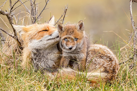 Red fox cubs Red fox cubs