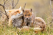 Red fox cubs