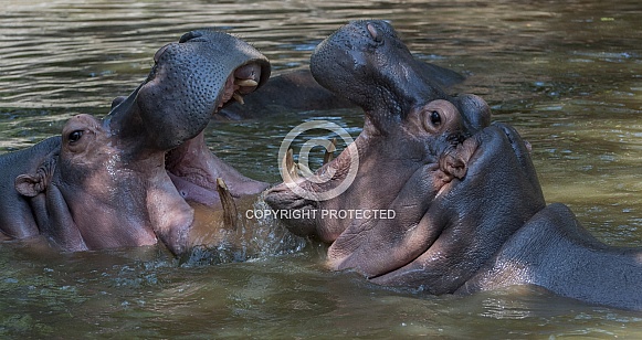 Hippopotamus Hippopotamus