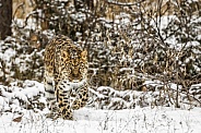 Amur Leopard-Danger Approaches