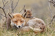 Red fox cubs in there natural habitat