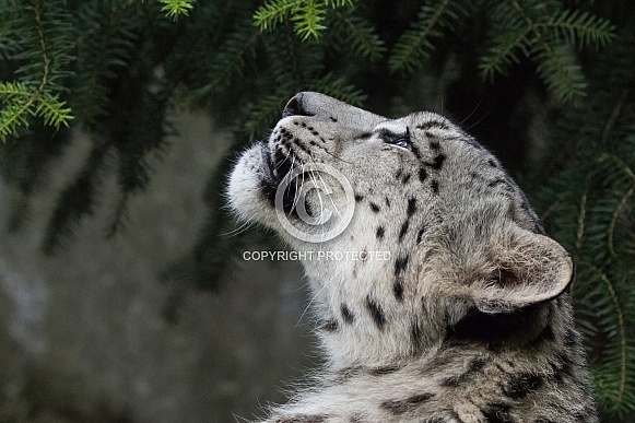 Snow leopard