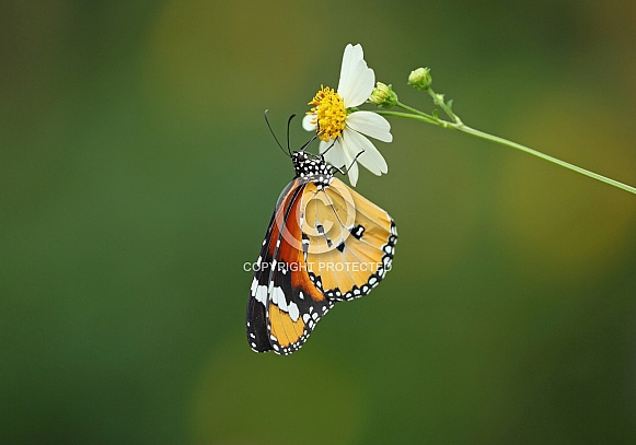 Plain Tiger Plain Tiger
