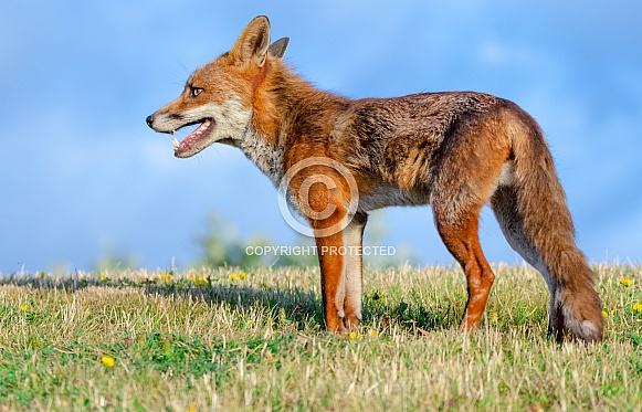 A male Fox