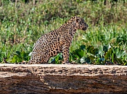 Sitting Jaguar