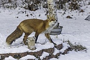 A Young Red Fox During Winter in Alaska