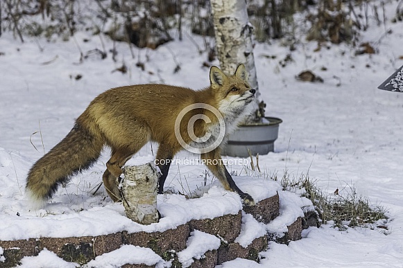 A Young Red Fox During Winter in Alaska A Young Red Fox During Winter in Alaska