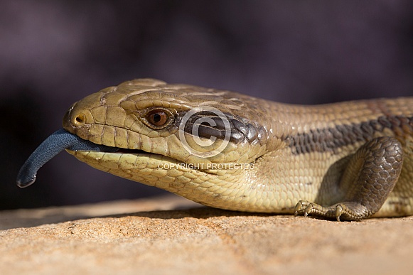Blue tongue lizard (Juvenile)