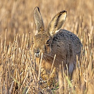 Brown Hare