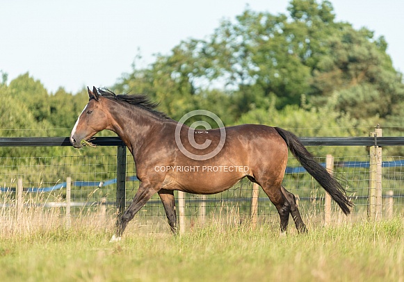 Bay hHorse Cantering
