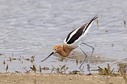 American Avocet on the beach searching for food