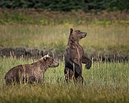 Two bears standing in a field watching another bear approach