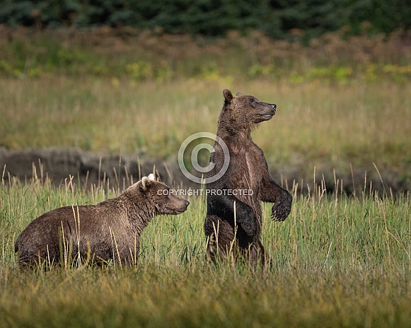 Two bears standing in a field watching another bear approach