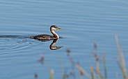 Young Red-necked Grebe in Alaska