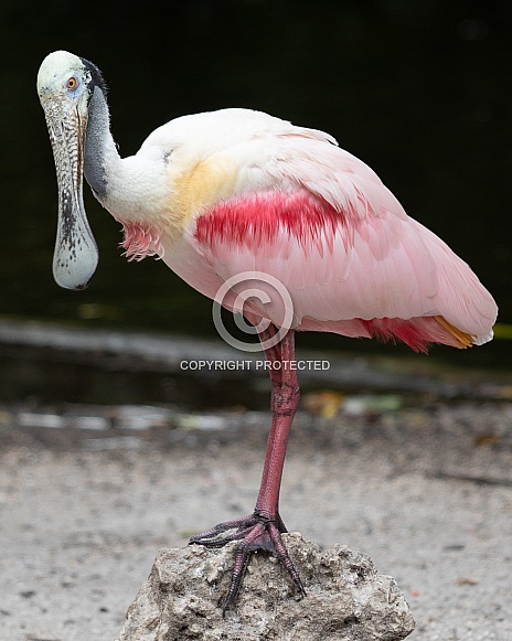 Spoonbill