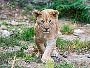 Lion Cub Walking
