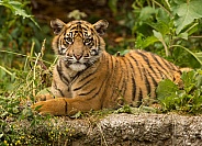 Sumatran Tiger Cub