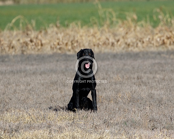 Flat coat retriever dog waiting for direction in a field Flat coat retriever dog waiting for direction in a field