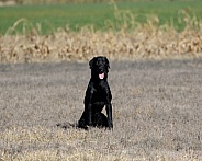 Flat coat retriever dog waiting for direction in a field