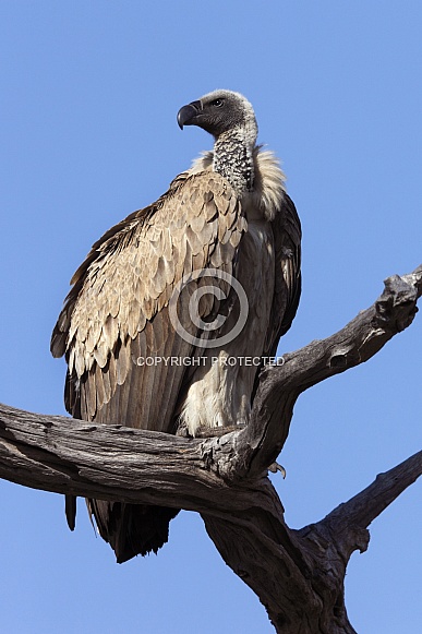 Cape Vulture - Botswana