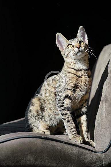 Savannah Cat