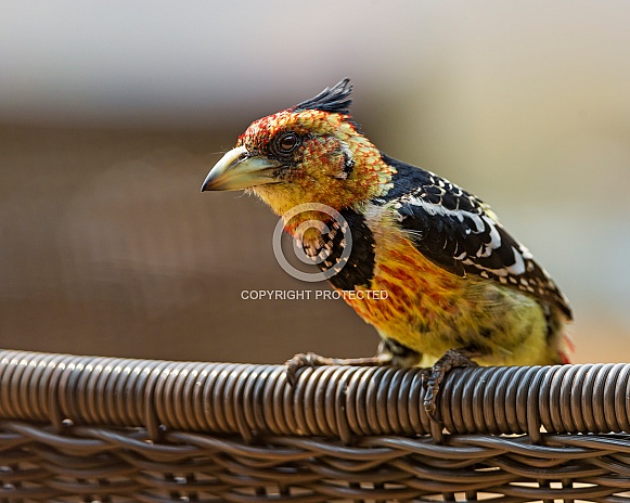 Crested Barbet Crested Barbet