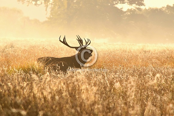 Red Deer Stag Red Deer Stag