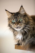 tabby domestic long-haired cat