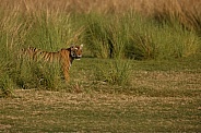 Beautiful tiger in the nature habitat. Tiger pose in amazing light. Wildlife scene with wild animal. Indian wildlife. Indian tiger. Panthera tigris tigris.