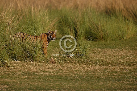 Beautiful tiger in the nature habitat. Tiger pose in amazing light. Wildlife scene with wild animal. Indian wildlife. Indian tiger. Panthera tigris tigris.