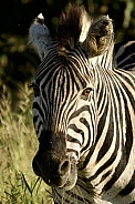 Burchell’s Zebra
