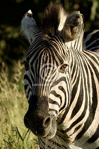 Burchell’s Zebra