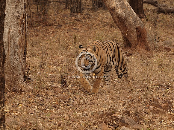 Bengal Tiger