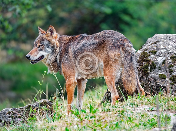 Wolf standing