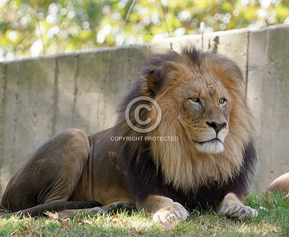 Male Lion